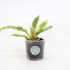 PHILODENDRON 'Ring of fire' + Aroid mix
