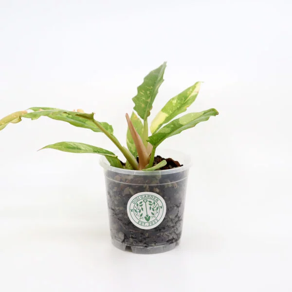 PHILODENDRON 'Ring of fire' + Aroid mix