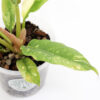 PHILODENDRON 'Ring of fire' + Aroid mix - Image 2