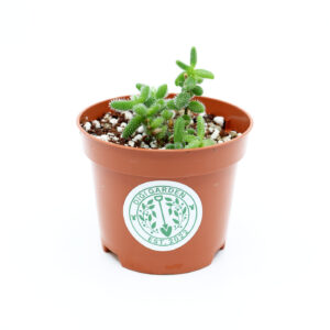 BABY PIIKKIPÄIVIKKI + Kaktus ja mehikasvi kasvualusta