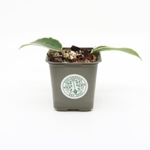 HOYA Macrophylla pistokas juurilla