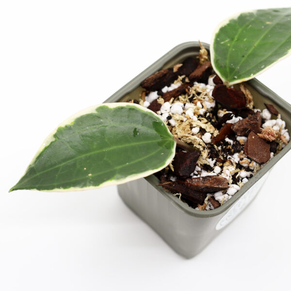 HOYA Macrophylla pistokas juurilla - Image 2