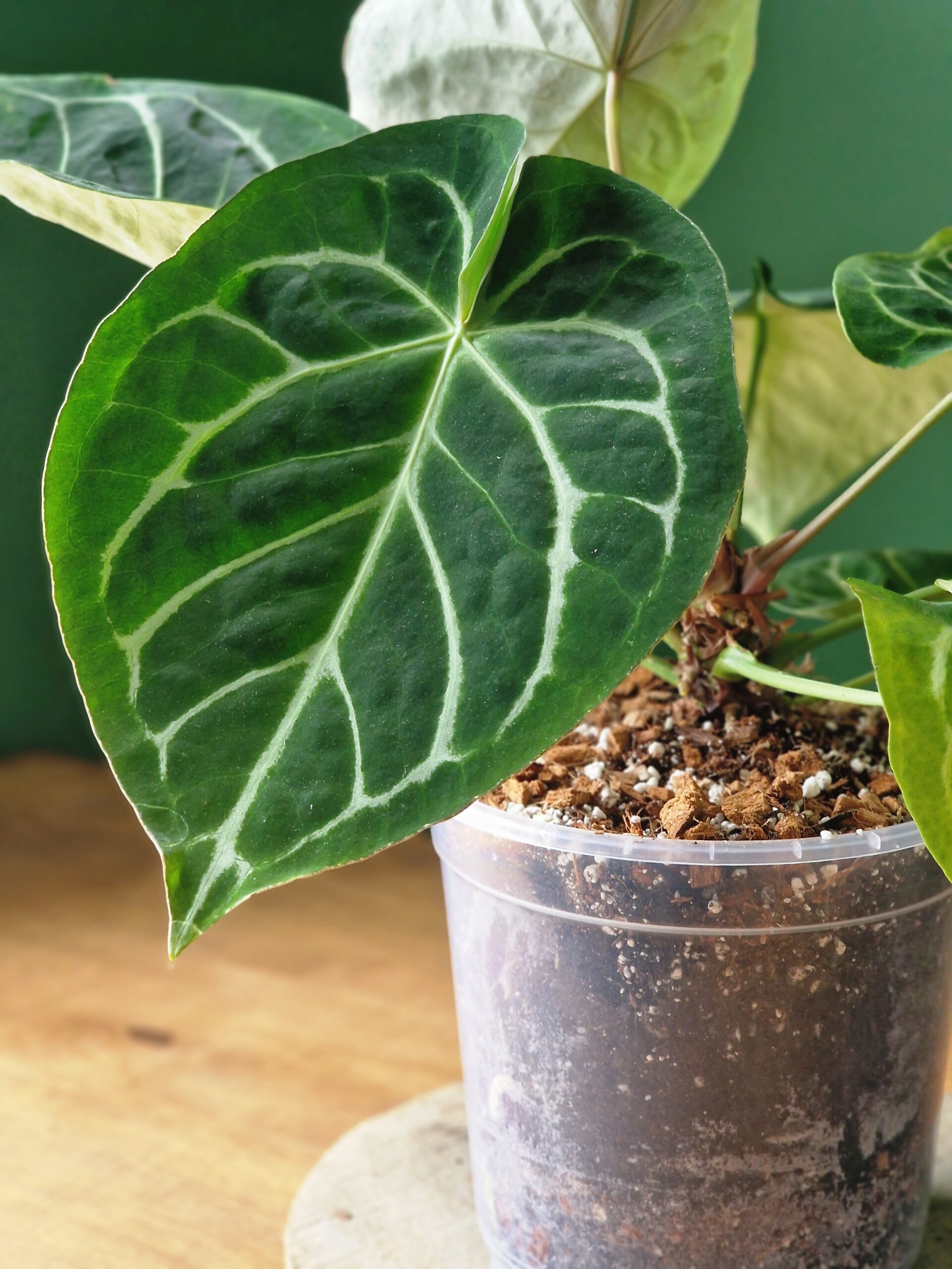 UUTUUS! Anthurium mix by DigiGarden - Image 3