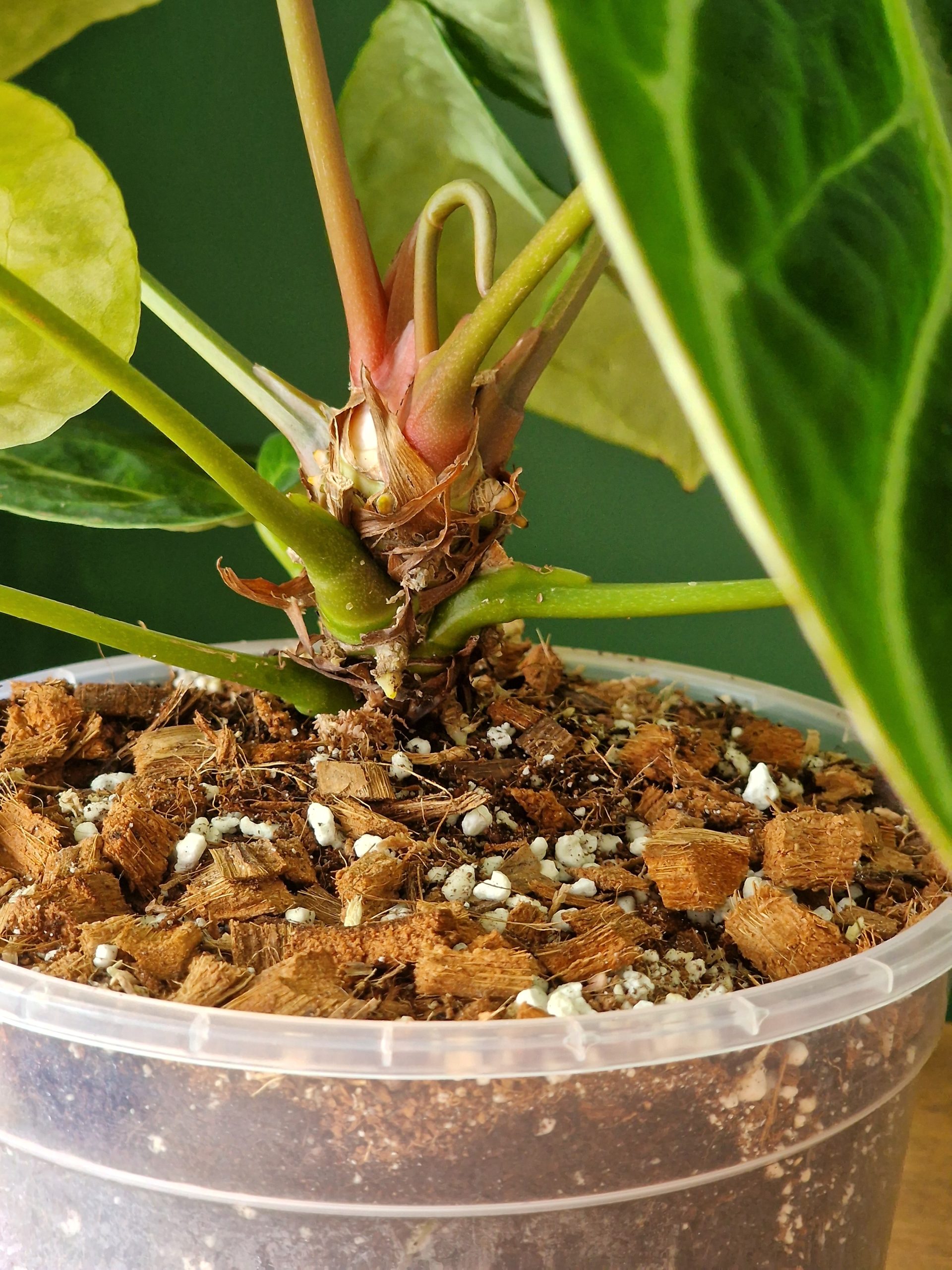 Anthurium mix FLAMINGOKUKILLE 2,5/5/8L - Image 4