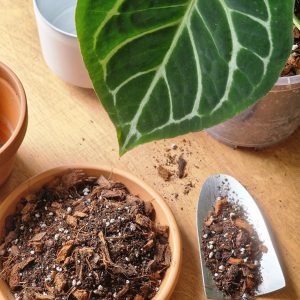 Anthurium mix by DigiGarden FLAMINGOKUKILLE 2,5/5L/8L