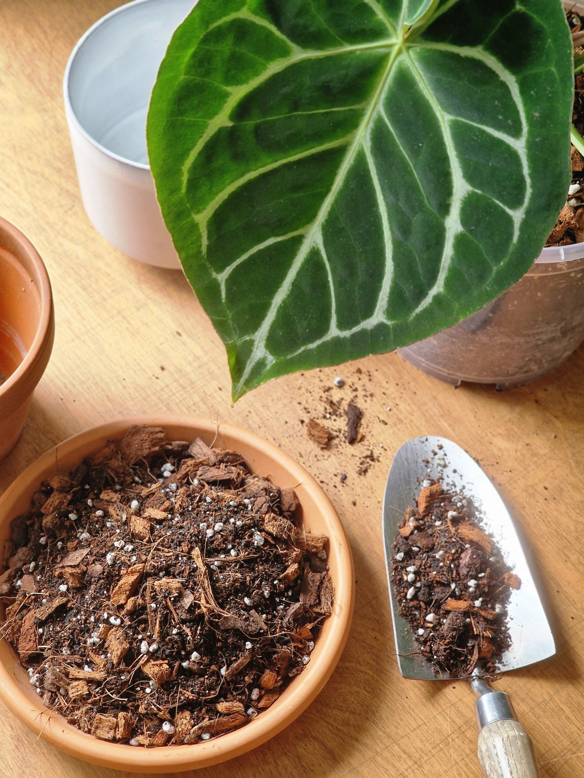 Anthurium mix FLAMINGOKUKILLE 2,5/5/8L