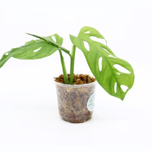 AARNIPEIKONLEHTI pistokas juurilla