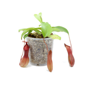 KANNUKASVI + lajikohtainen kasvualusta