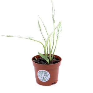 VIIRIVEHKA Spathiphyllum Wallisii Variegata 'Jessica'