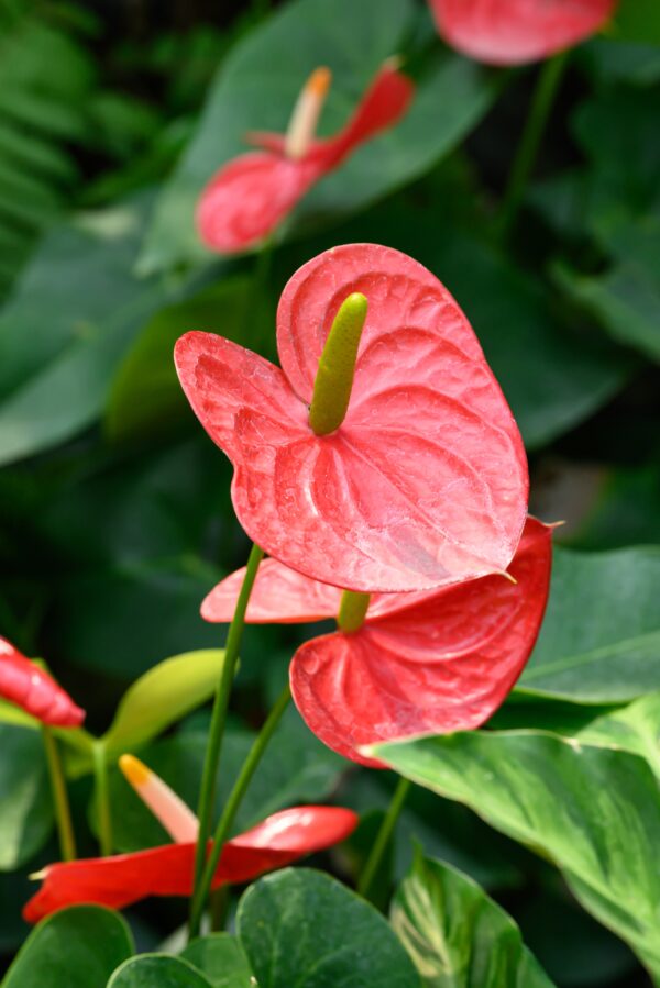 UUTUUS! Anthurium mix by DigiGarden - Image 7