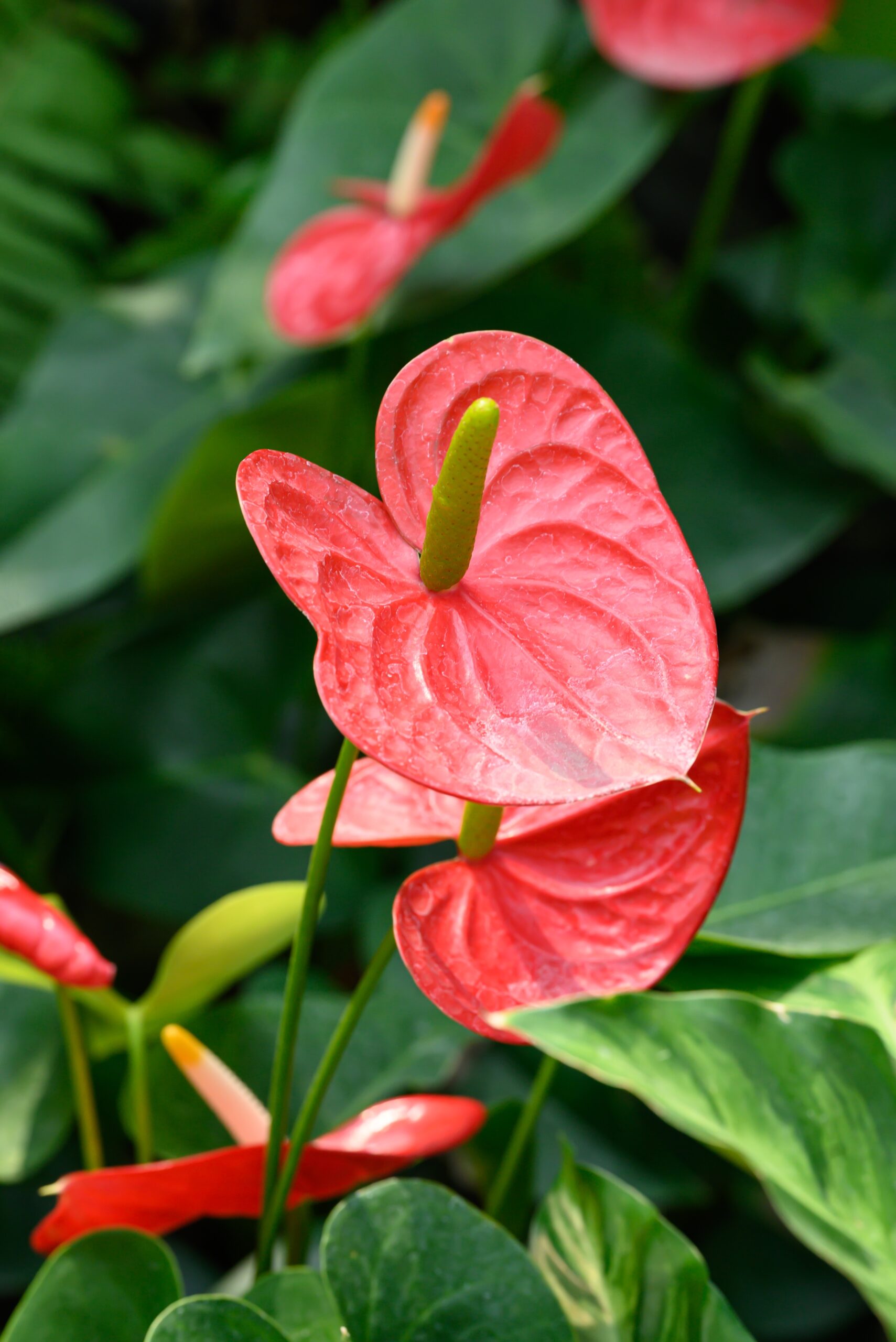 UUTUUS! Anthurium mix by DigiGarden - Image 7
