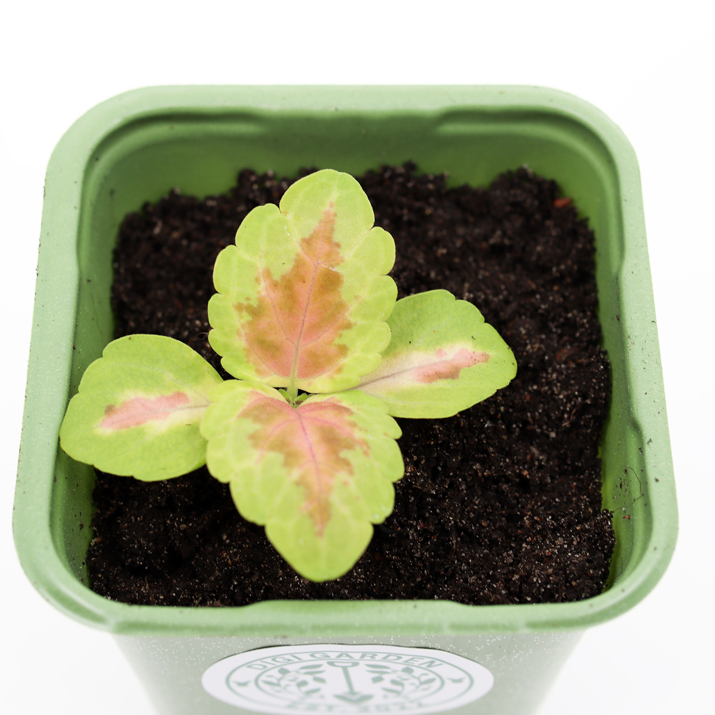 BABY VÄRINOKKONEN 'Wizard Coral Sunrise'