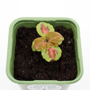 BABY VÄRINOKKONEN  'Superfine Rainbow Festive Dance'