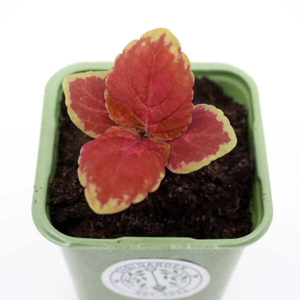 BABY VÄRINOKKONEN  'Superfine Rainbow Volcano'