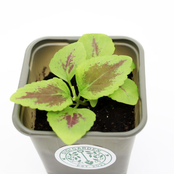 BABY VÄRINOKKONEN  'Masterblend Rainbow'