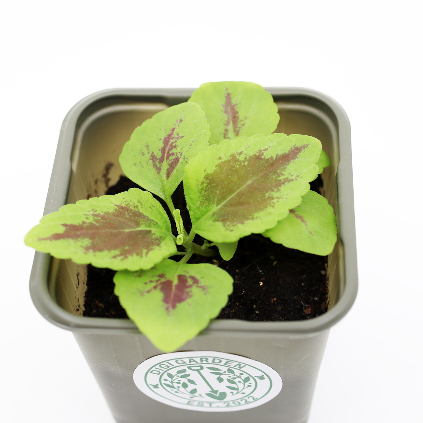 BABY VÄRINOKKONEN 'Masterblend Rainbow'