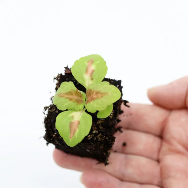 BABY VÄRINOKKONEN  'Wizard Coral Sunrise'
