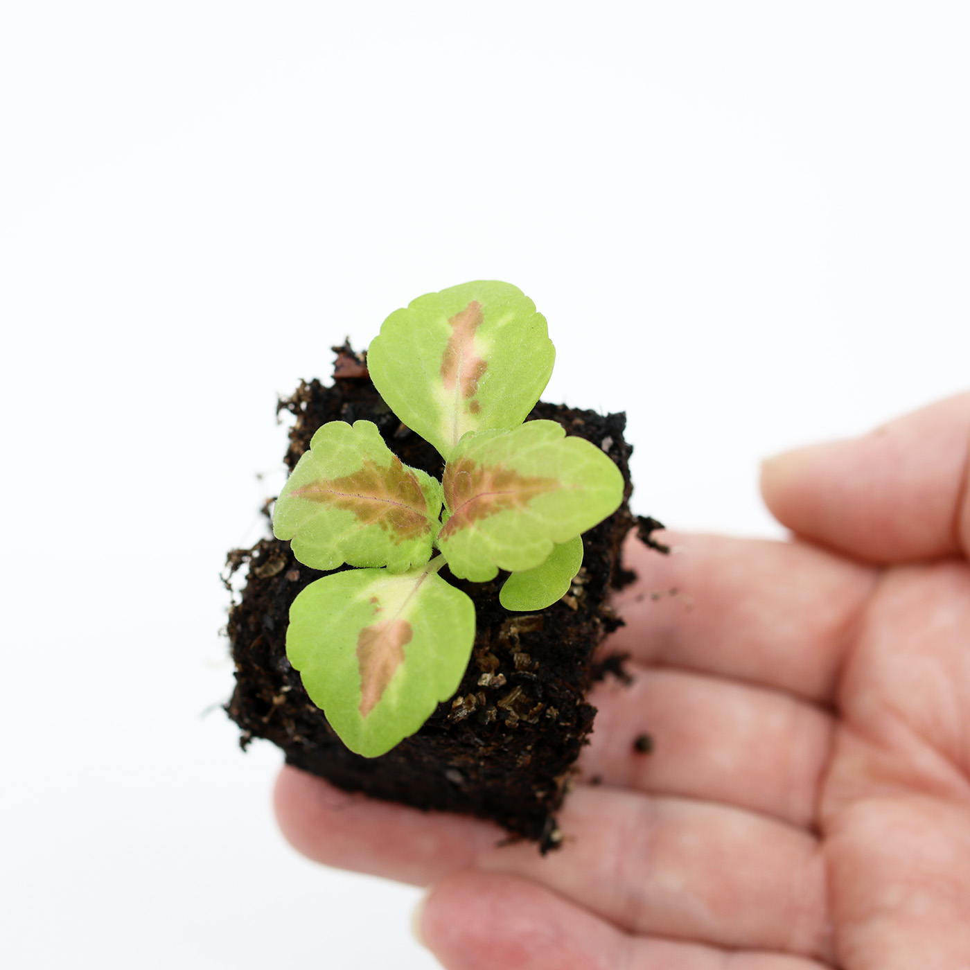 BABY VÄRINOKKONEN 'Wizard Coral Sunrise'