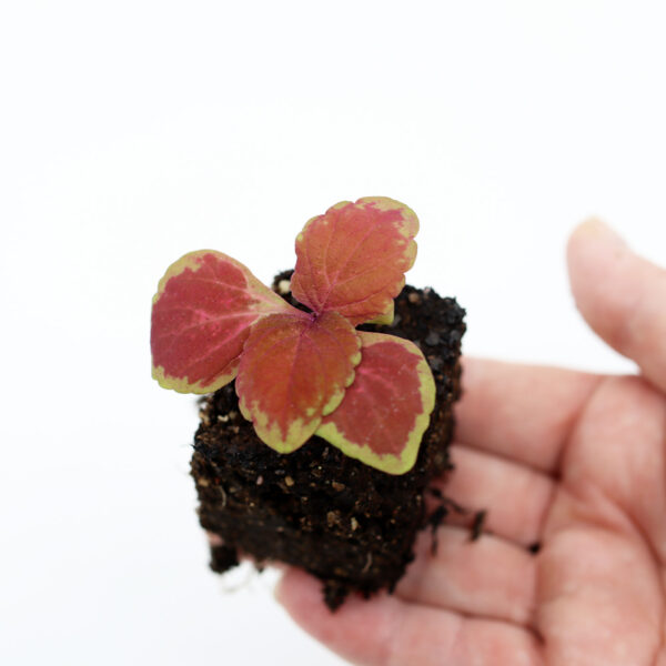 BABY VÄRINOKKONEN  'Superfine Rainbow Volcano'