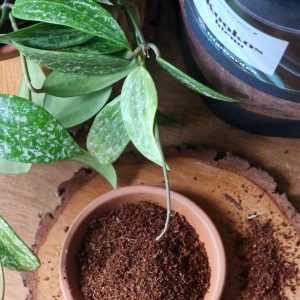 Hieno kookoskuitu by DigiGarden