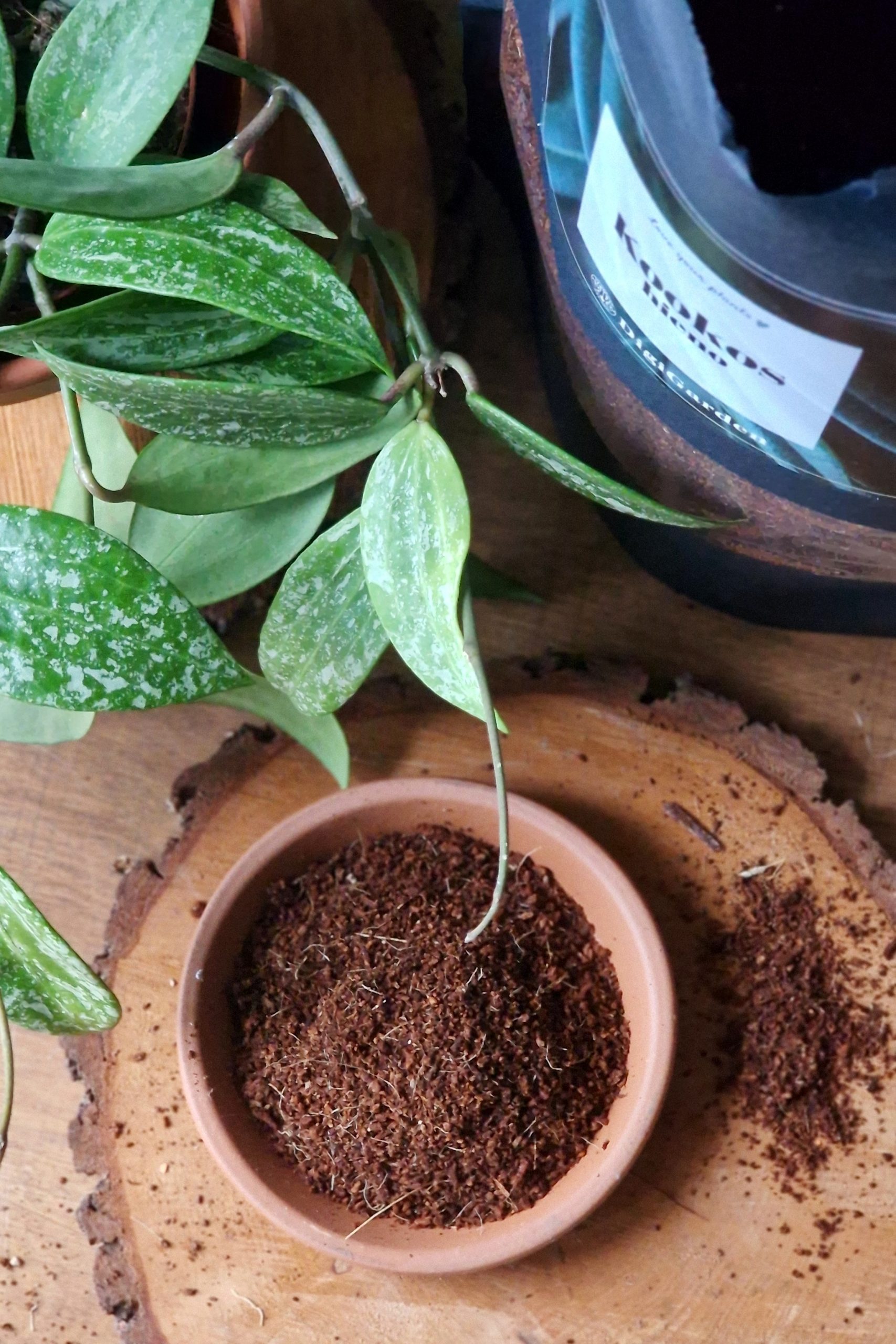 Hieno kookoskuitu by DigiGarden