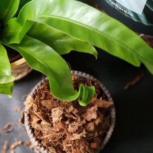 Karkea kookoskuitu by DigiGarden