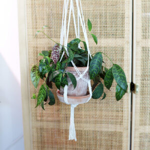 Makramee-amppeli by DigiGarden