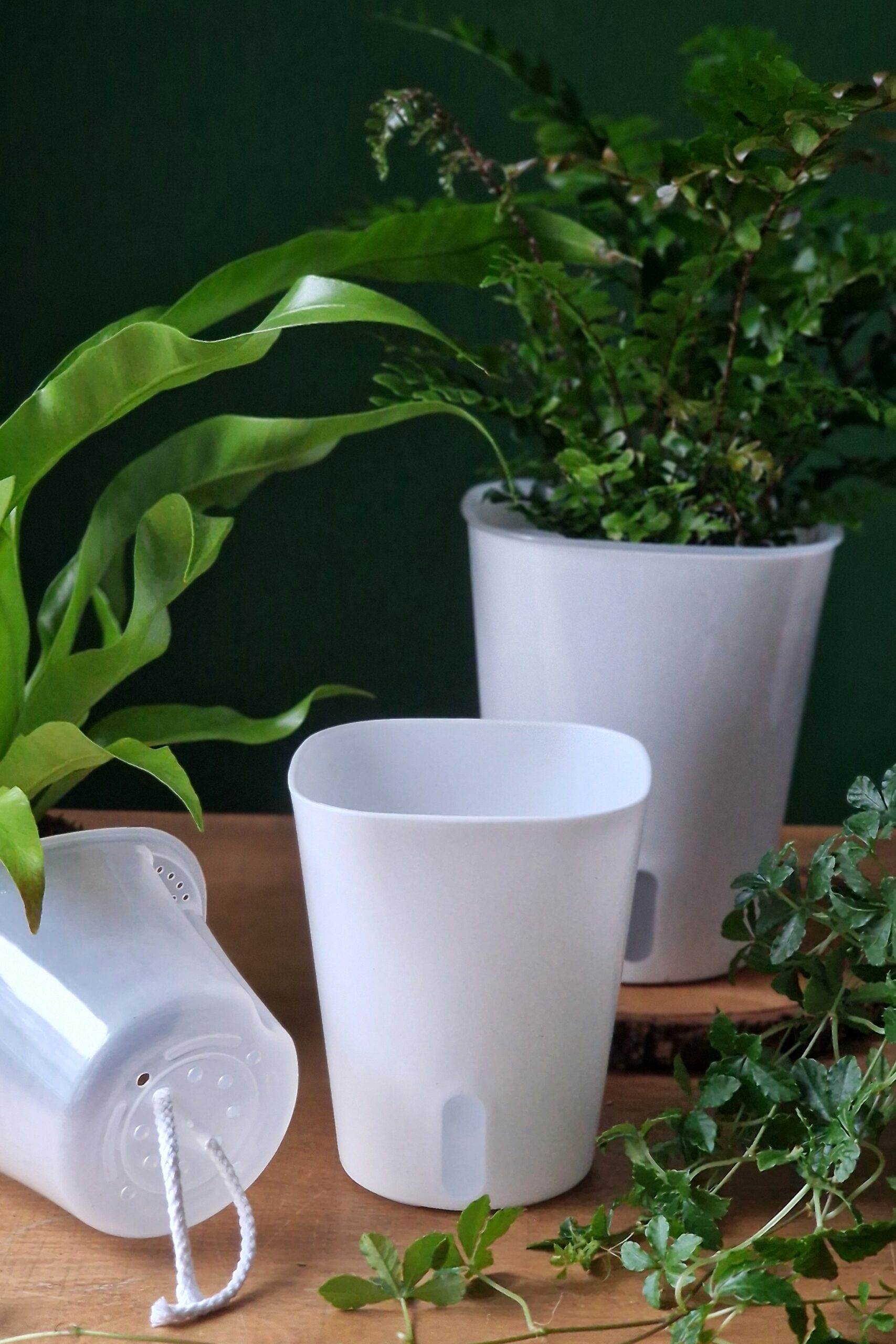 Altakasteluruukku valkoinen - Image 5