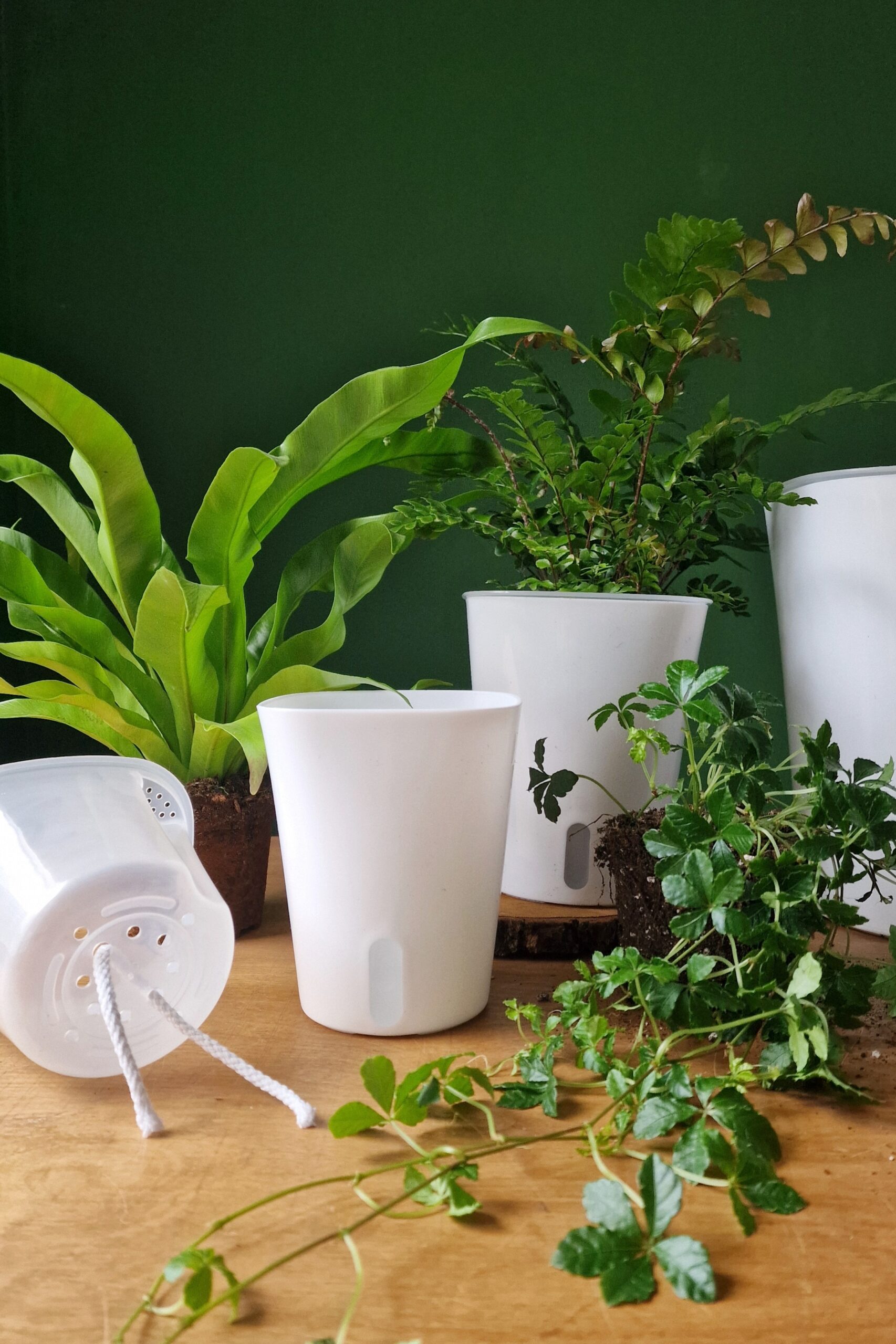 Altakasteluruukku valkoinen - Image 6