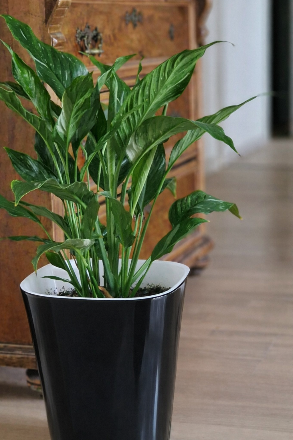 Altakasteluruukku musta 4 kokoa - Image 3