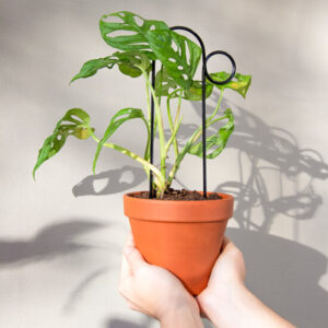 Kasvituki Bump (kulta/musta)