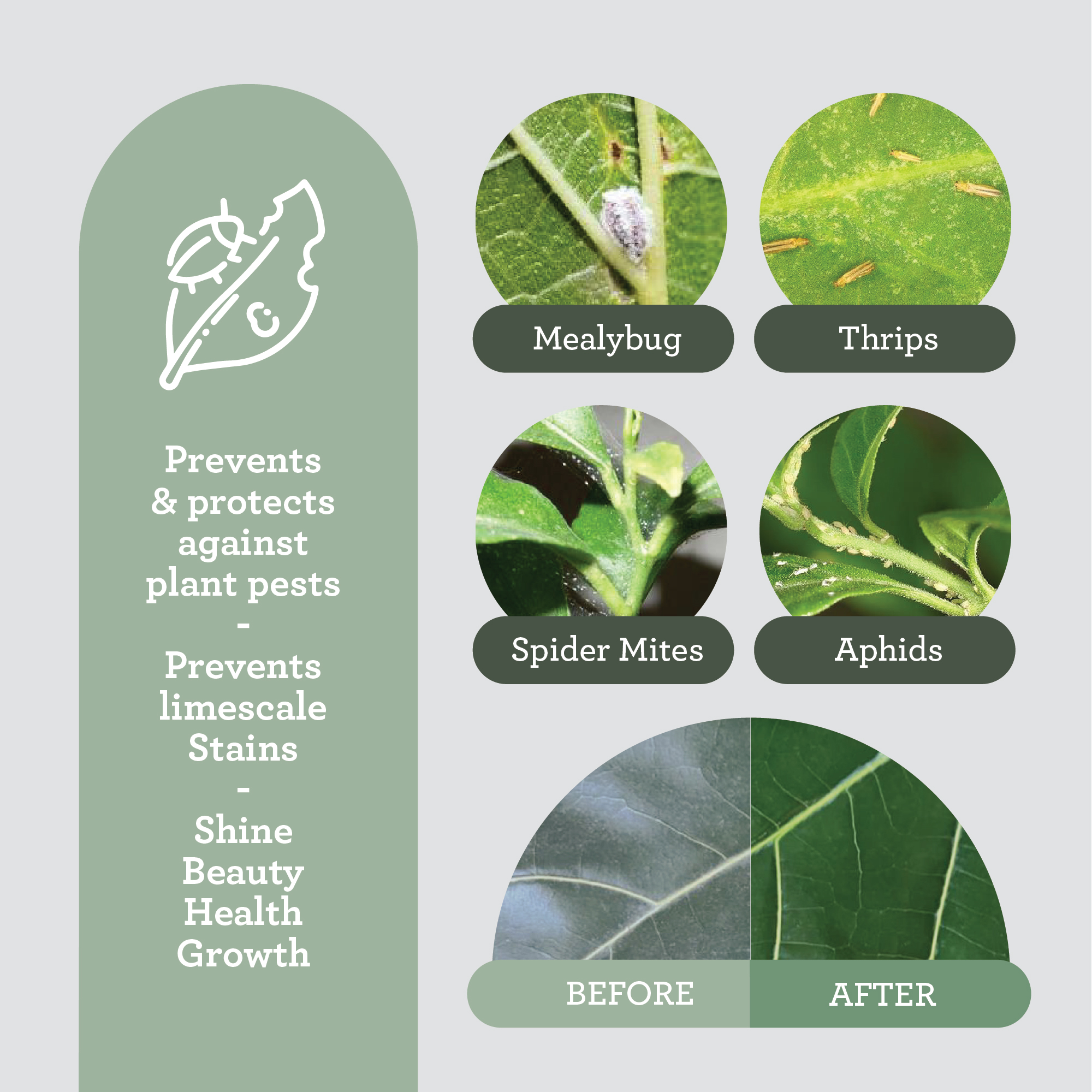 Luonnollinen kasvisaippua lehtien puhdistukseen (oliiviöljypohjainen) 200ml - Image 4