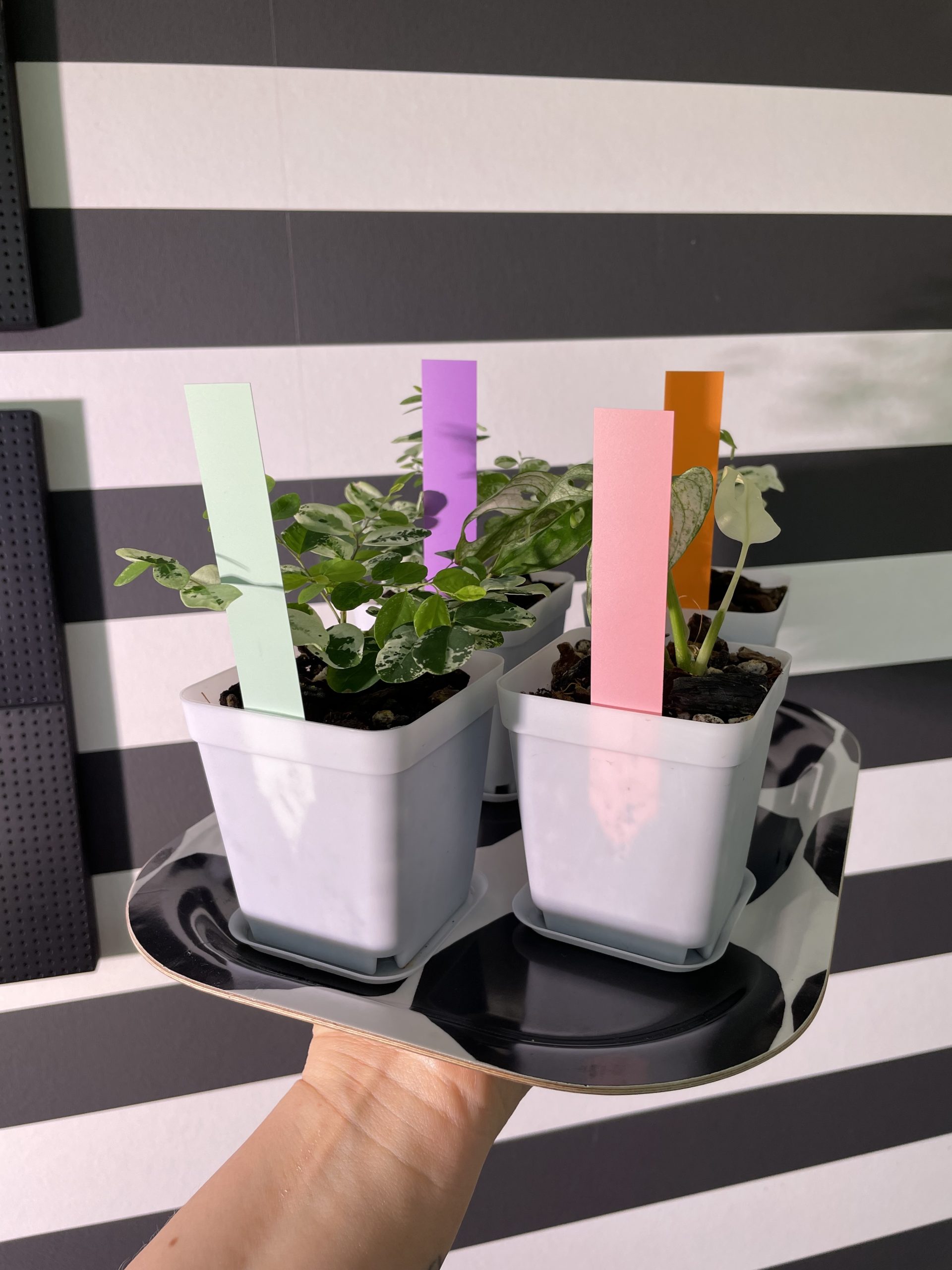 Kasvien nimilaput (lila, pinkki, vihreä, oranssi) - Image 2