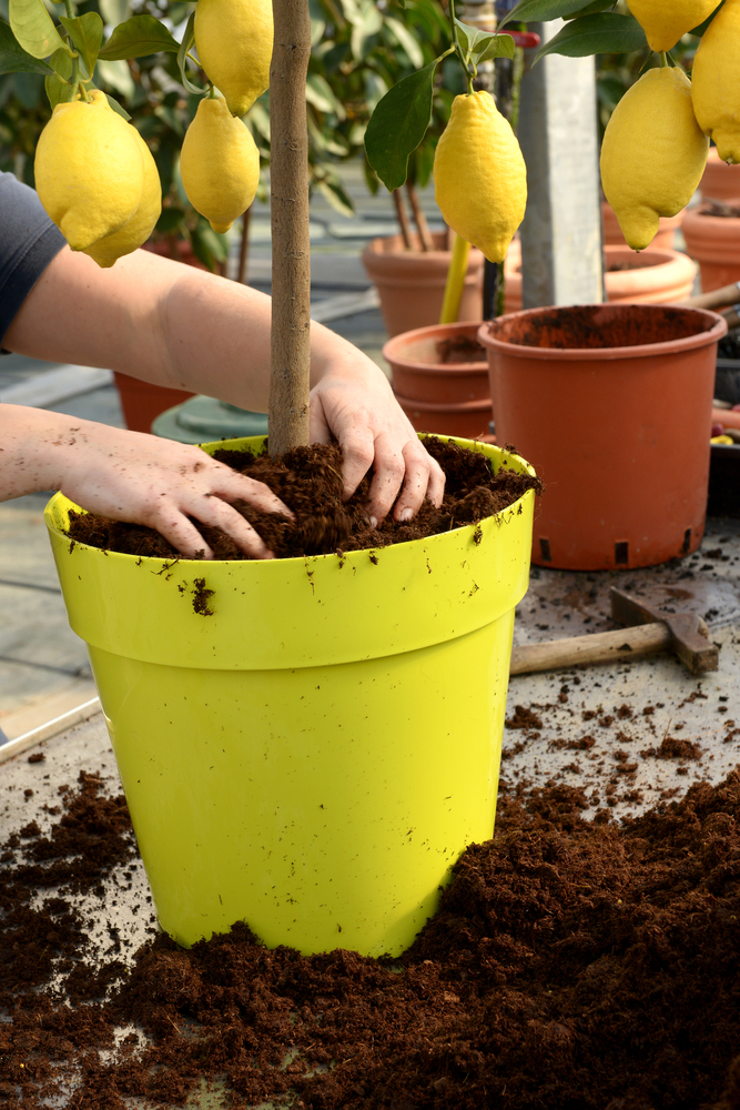 NeudoHum Sitrus- ja Välimerenmulta 10L - Image 2