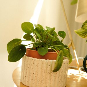 Paula valkoinen itsekasteluruukku M