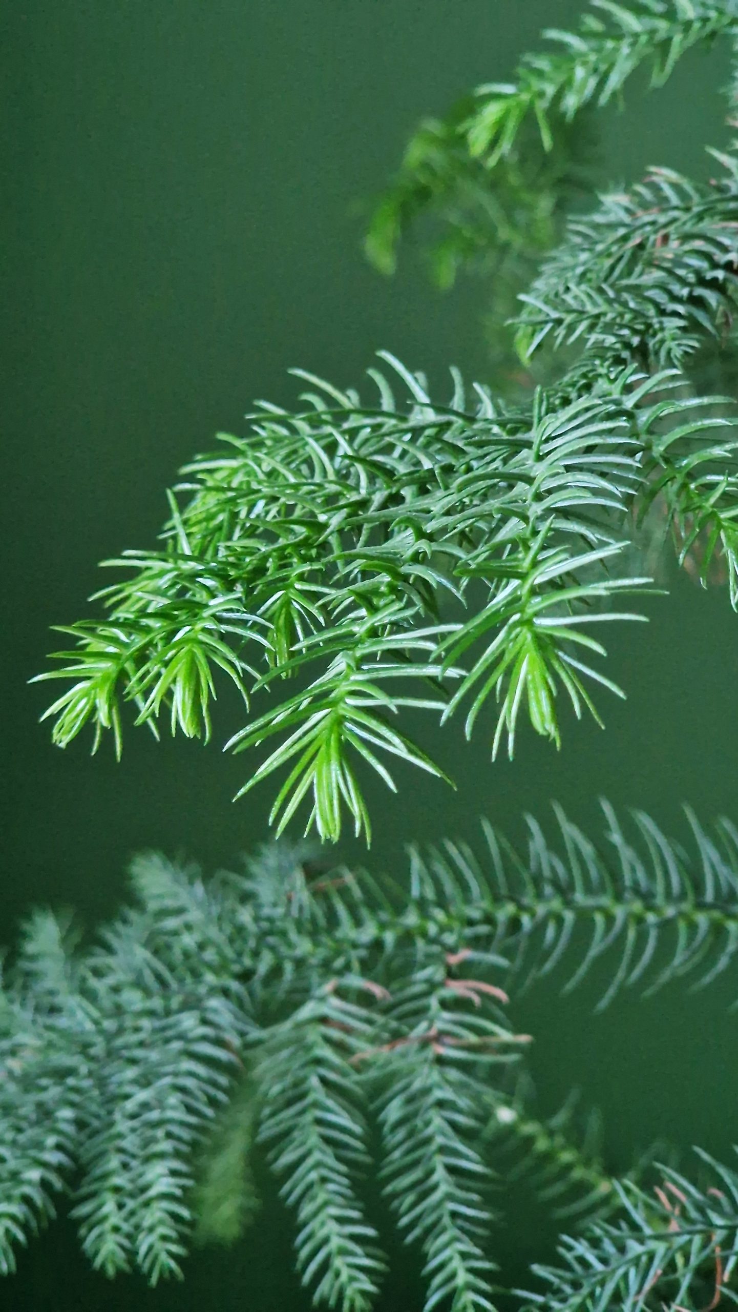UUTUUS! Araucaria mix HUONEKUUSELLE 2,5/5/8L - Image 4