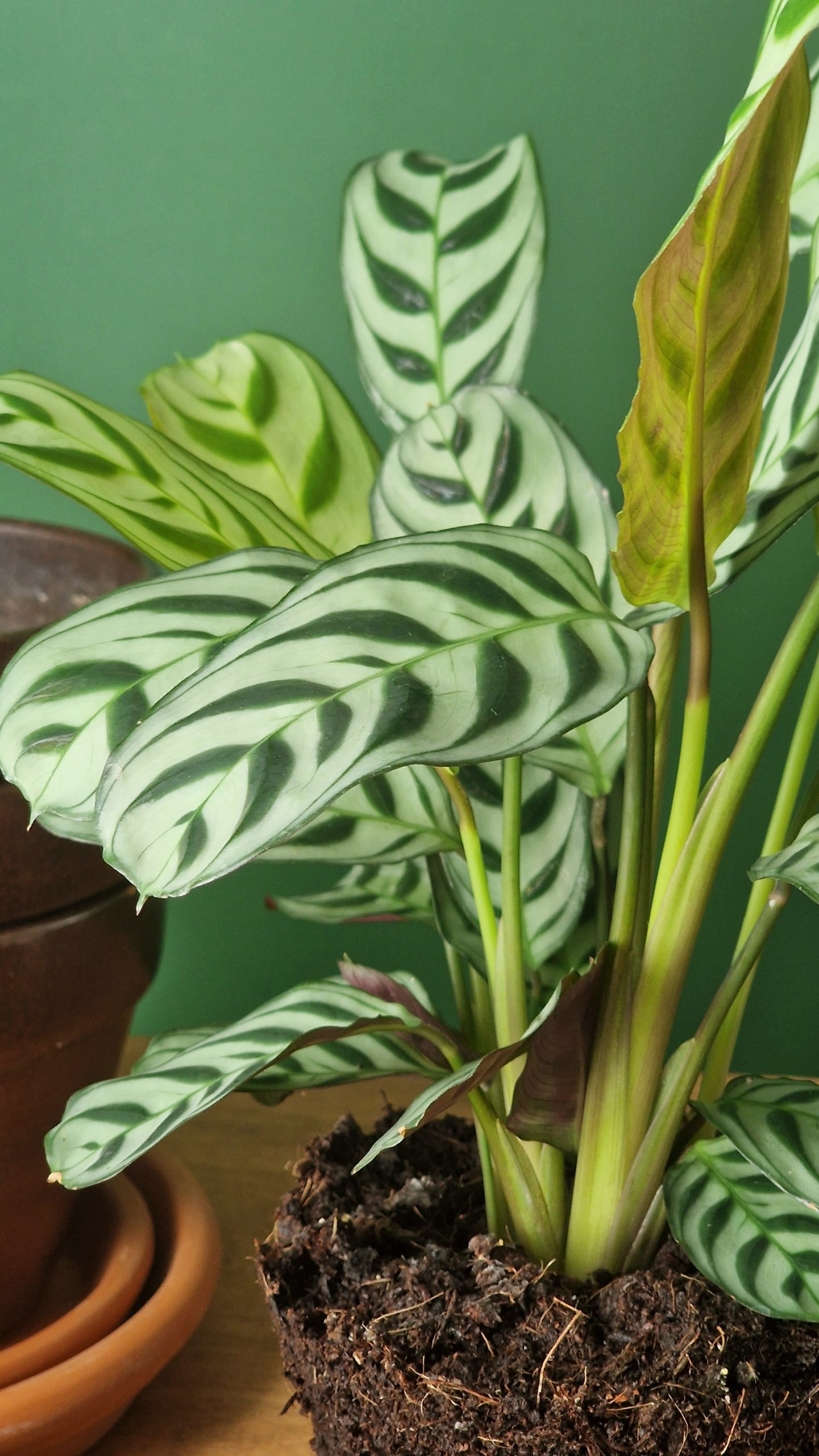 UUTUUS! Calathea & Maranta mix MATEILLE JA MAIJOILLE 2,5/5/8L - Image 4