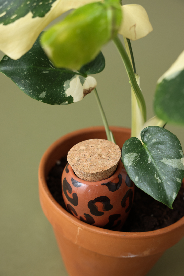 Olla Leopardi macchiato - Image 3