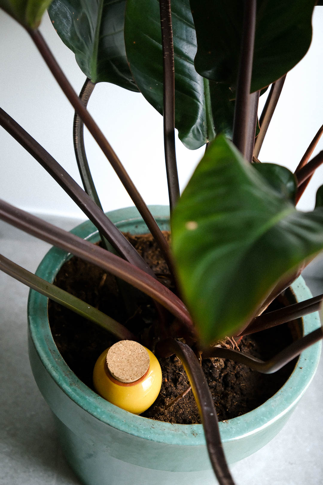 Olla Sinapinkeltainen - Image 3