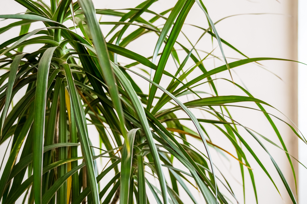 UUTUUS! Dracaena mix TRAAKKIPUILLE 2,5/5/8L - Image 3