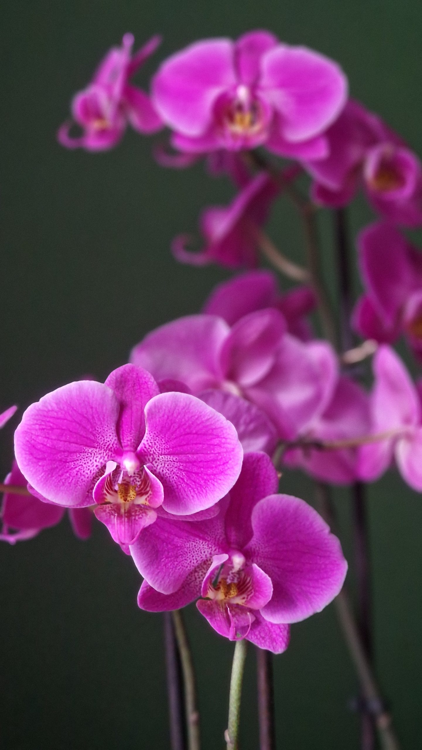 Orchiata Bark orkideakaarna 5L - Image 4