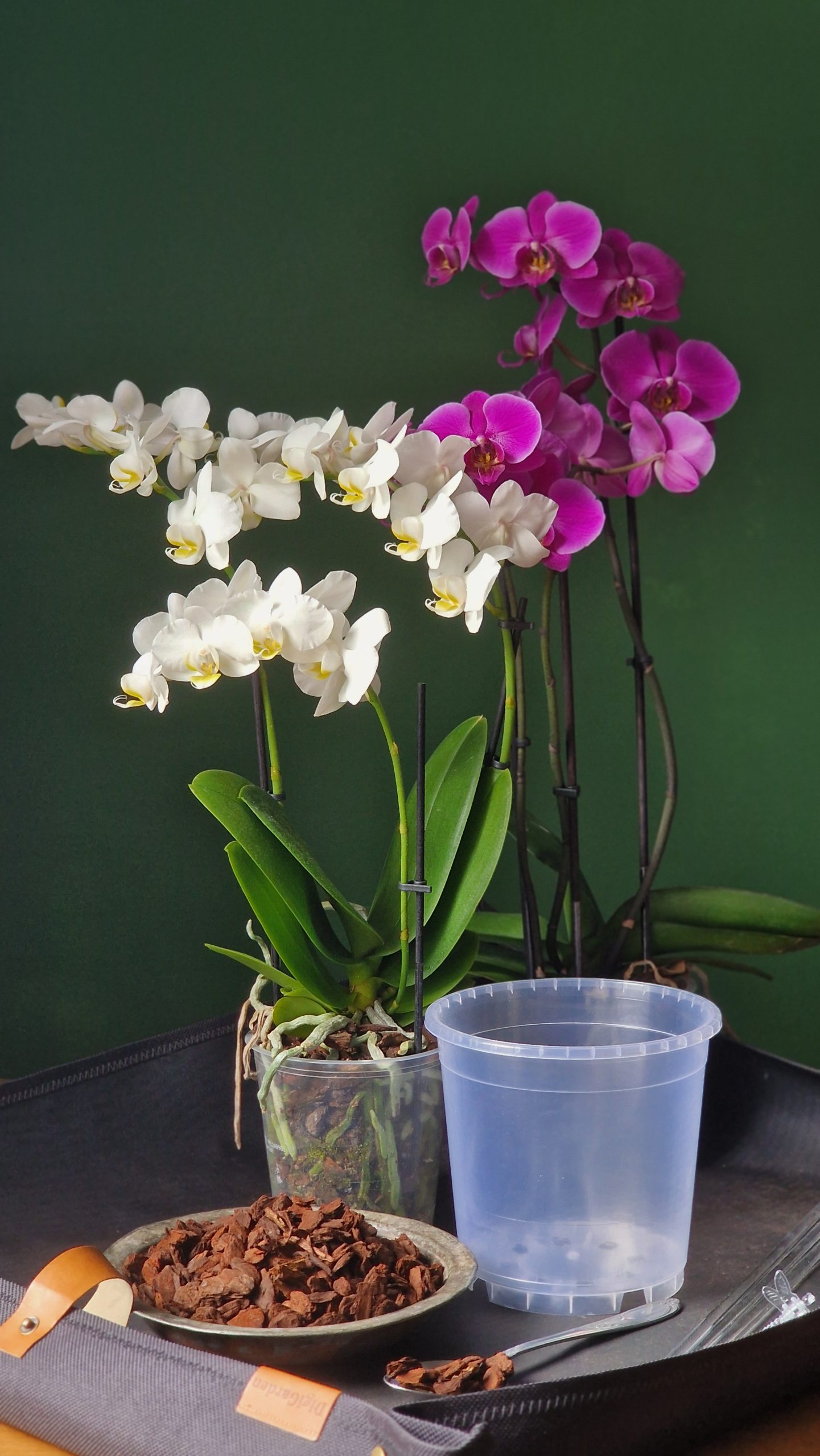 Orchiata Bark orkideakaarna 5L - Image 5