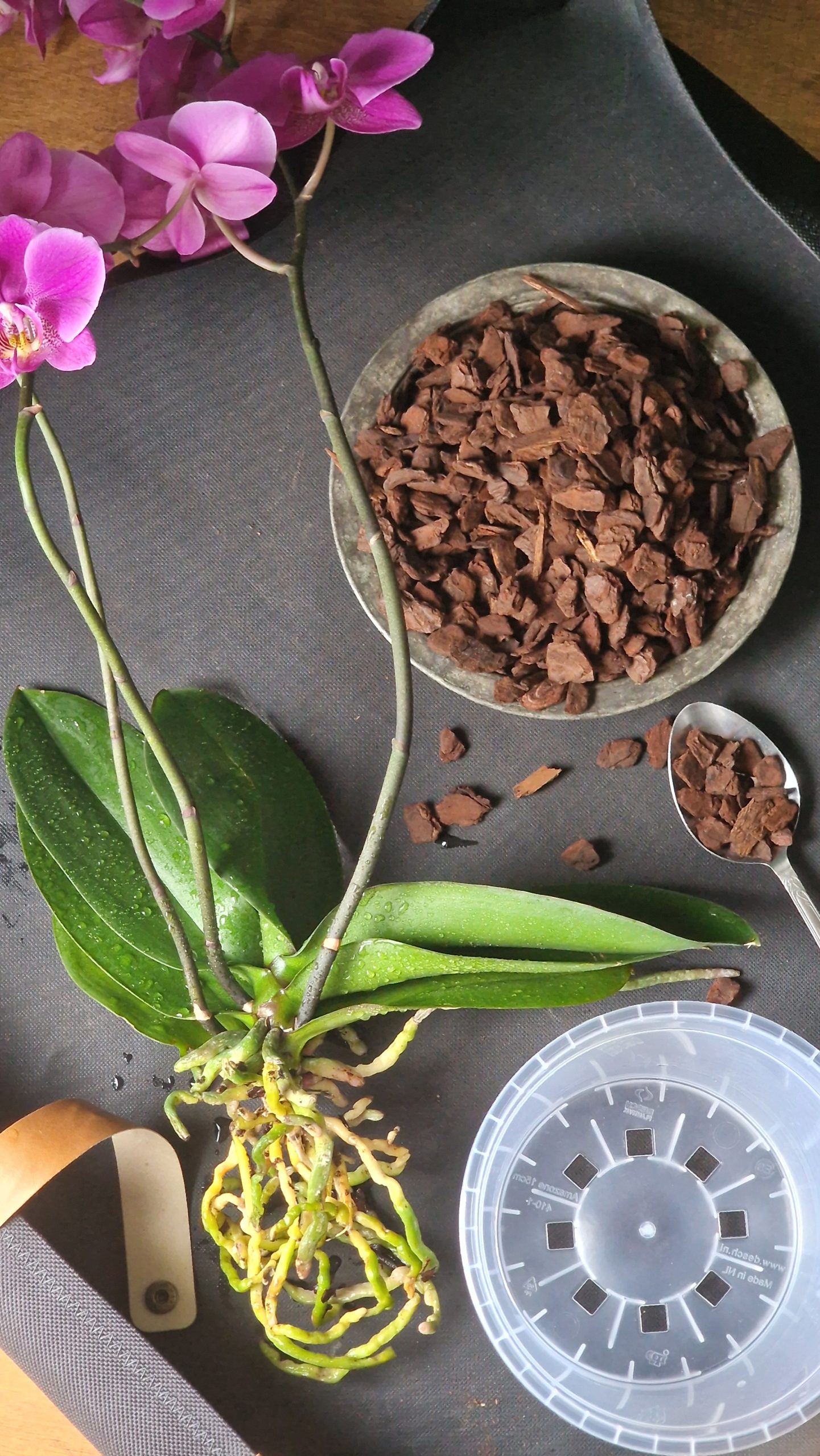 Orchiata Bark orkideakaarna 5L - Image 6