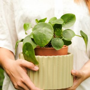 Paula salvia itsekasteluruukku M