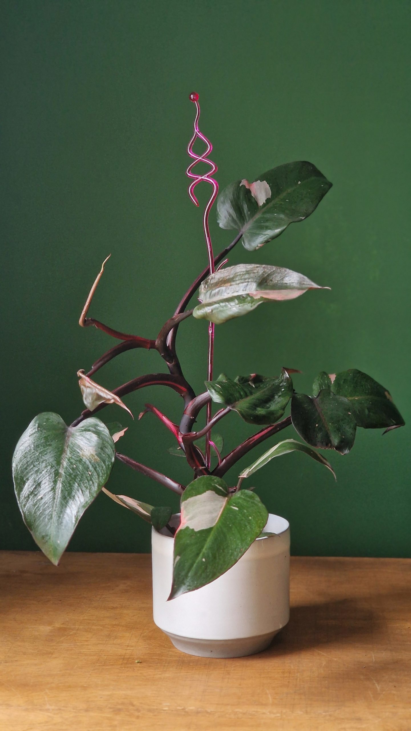 Kasvin tukikeppi (kirkas/vihreä/pinkki) - Image 4