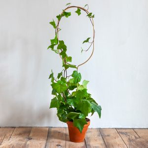 UUTUUS! Kasvituki Arch 70 cm (kulta)